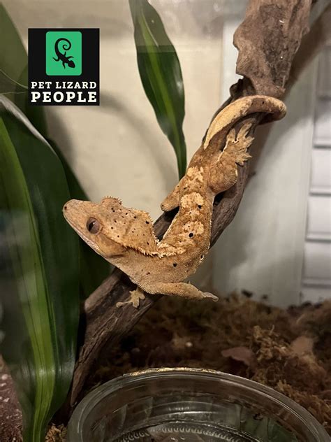 how long can a crested gecko go without eating